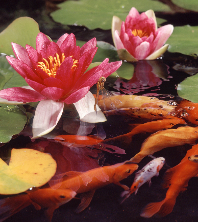 Pond Plants & Water Lilies