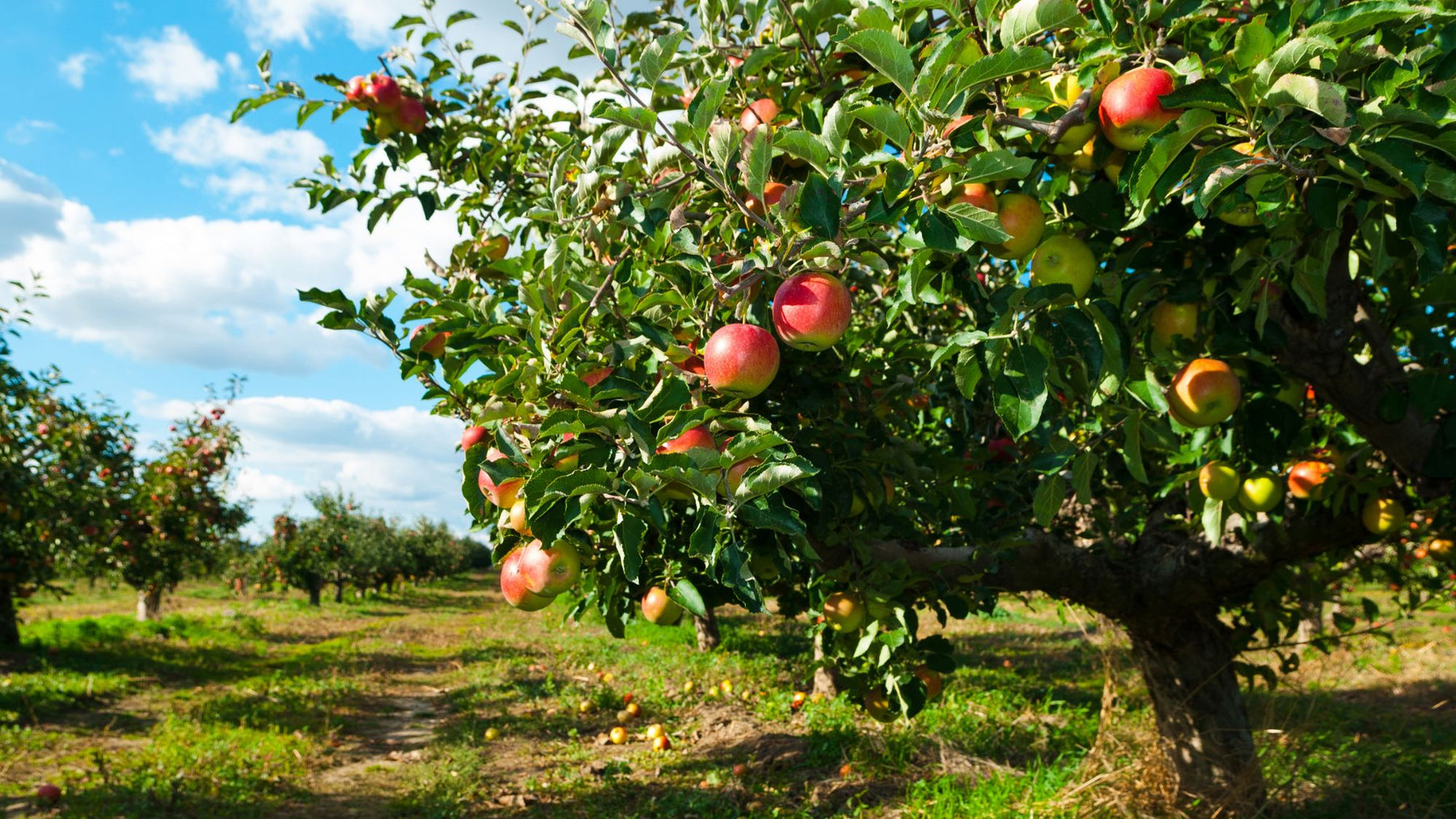 A Guide to Pruning Apple Trees in Your Garden