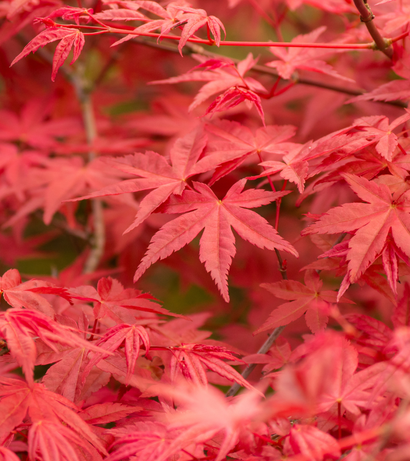 Acers 