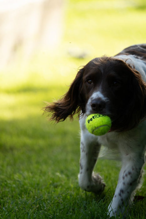 Tennis Balls Dog Toy