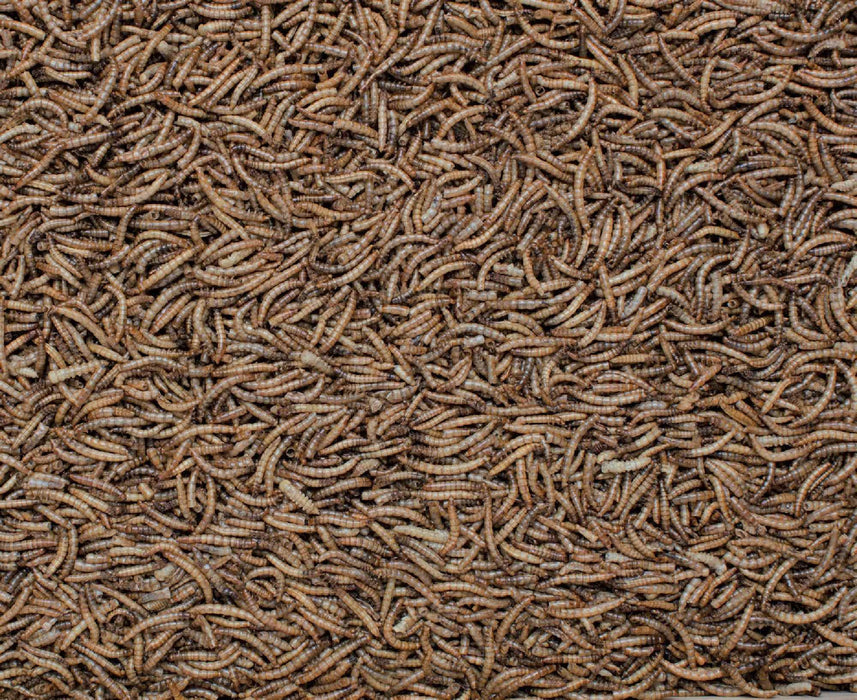 Henry Bell Mealworm 100g