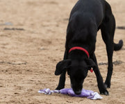 Petface Planet Samantha Starfish Plush Dog Toy