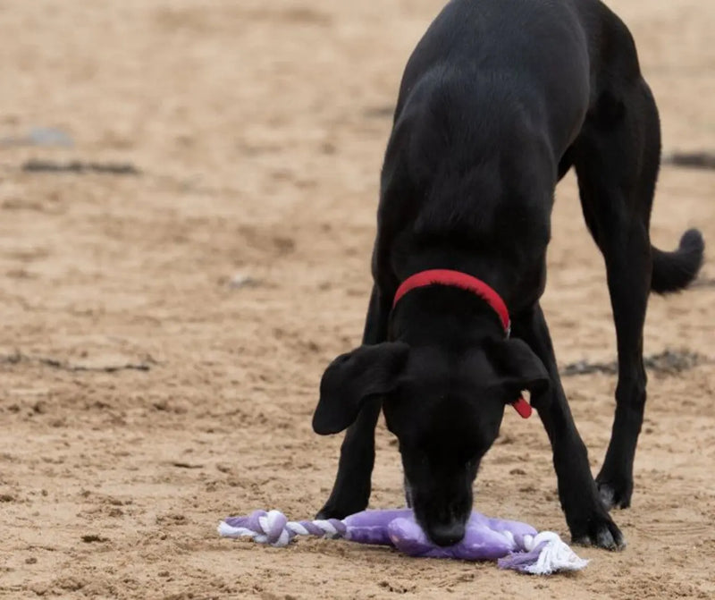 Petface Planet Samantha Starfish Plush Dog Toy