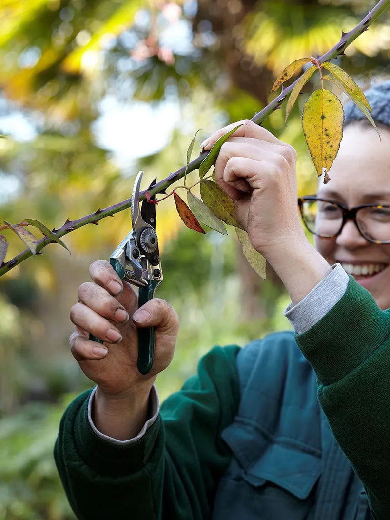 Burgon & Ball RHS Pocket Pruner Burgon & Ball