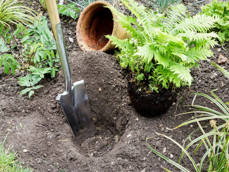 Burgon & Ball RHS Transplanting Spade Burgon & Ball