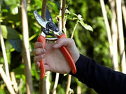 Burgon & Ball RHS Anvil Secateur Burgon & Ball